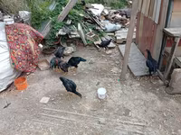 Chickens — عکس 4
