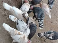 Turkeys — 写真 7
