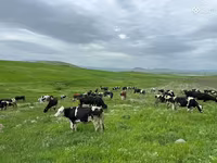 İnek, Simmental cattle — foto 1