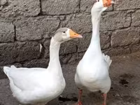 Ducks — foto 5