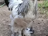 Brahma — foto 3