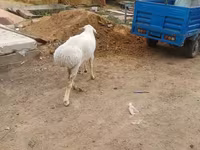 የጎትት አውራ በግ, Hissar sheep — ፎቶ 1