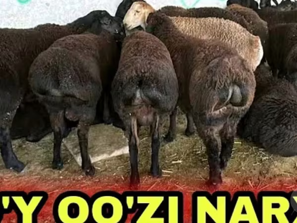 Ovce (šarže, pohlaví neuvedeno), Ovce — Uzbekistán