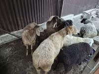 பெண் ஆடு, Edilbay sheep — புகைப்படம் 2