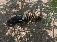 Ducks — 写真 5