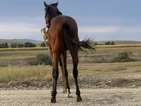 Hingst, Arabian horse — foto 4