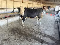 Bou, Simmental cattle — foto 2
