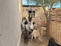بز ماده, بز — عکس 7