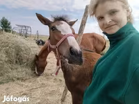 Kuda betina, Hungarian horse breed — foto 2