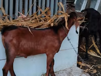 Cabro, Nubian Goat — foto 2