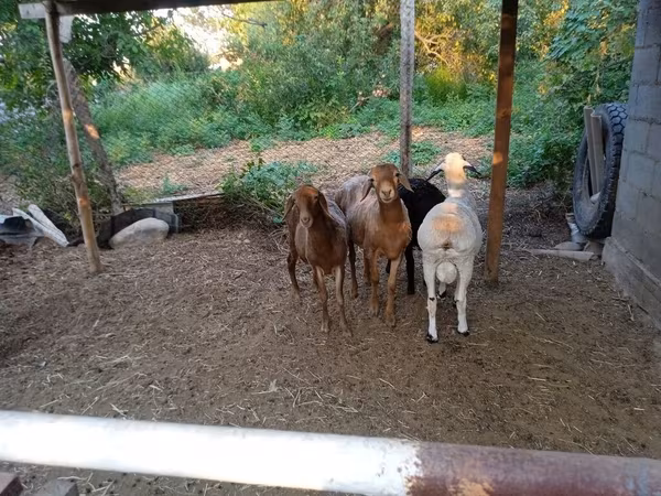 Får, Hissar sheep