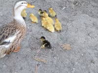 Ducks — zdjęcie 2