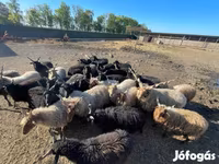 Хуц, Racka sheep — 1 зураг