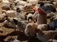 Chickens — புகைப்படம் 3