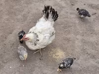 Chickens — foto 8