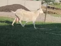 Keçi, Russian White goat — foto 3