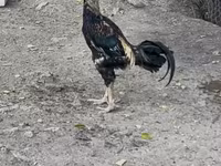 Chickens — عکس 2