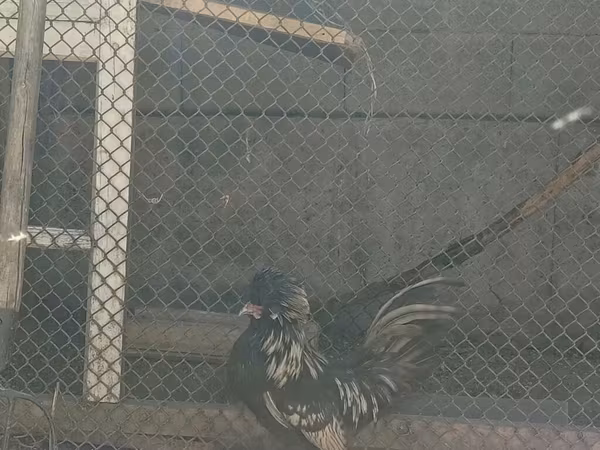 Παδοβάνα