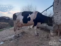 Mucca, Razza Holstein — foto 1