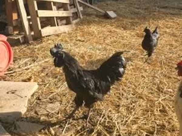 Ayam Cemani