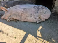 Sow, Pigs — photo 3