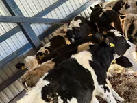 Goveda (partija, pol nije naveden), Russian Black pied cattle — fotografija 3