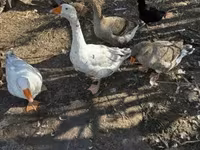 Geese — fotografija 3