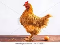 Chickens — акс 5