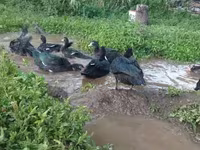 Ducks — foto 8
