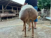 قوچ, Hissar sheep — عکس 2
