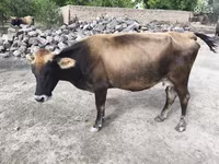 Kuh, Aberdeen-Angus — Foto 4