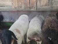 母羊, Sheep — 照片 2
