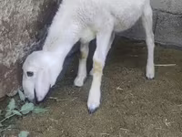 قوچ, گوسفند — عکس 6