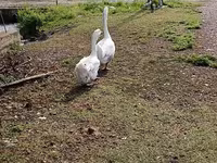 Geese — fotografija 1