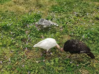 Turkeys — عکس 3