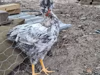 Chickens — 사진 8
