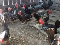 Chickens — снимка 2