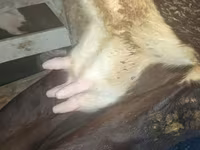 گاو ماده, نژاد قرمز-خالدار — عکس 1