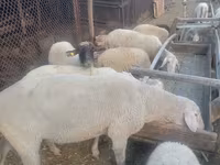 Widder, Merino sheep — Foto 3