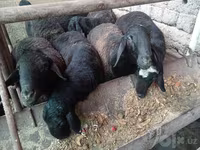 قوچ, Rhon sheep — عکس 6