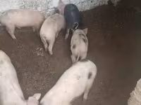 Kanec, Prasata — foto 5