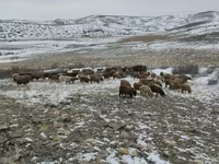 Ram, Edilbay sheep — foto 1