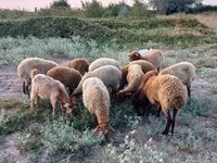 Biri-biri betina, Sheep — foto 2