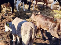گاو و گوساله (گروه، جنسیت مشخص نشده), Simmental cattle — عکس 4