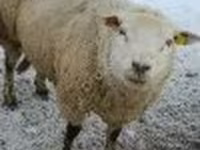 Domba jantan, Sheep — foto 2