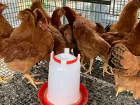 Chickens — تصویر 2