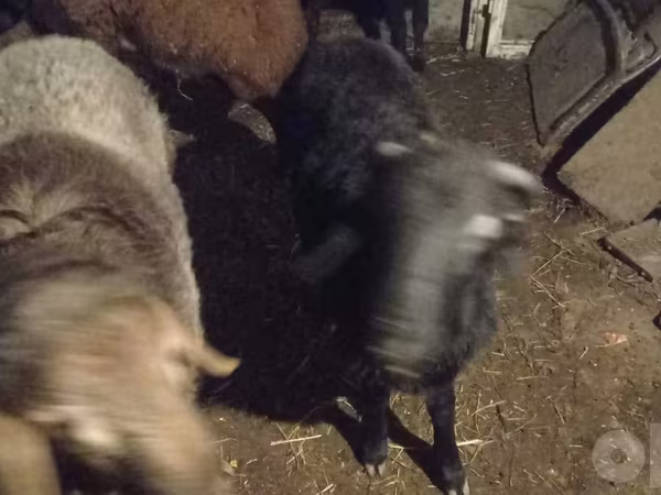 Խոյ, Arashan sheep