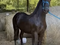 Hingst, Friesian — foto 7