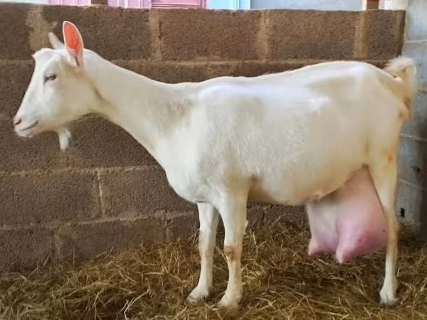 Ямаа, Saanen goat