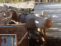 Vædder, Arashan sheep — foto 4